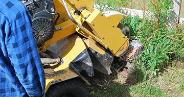Stump-Removal-Indianapolis-Indian