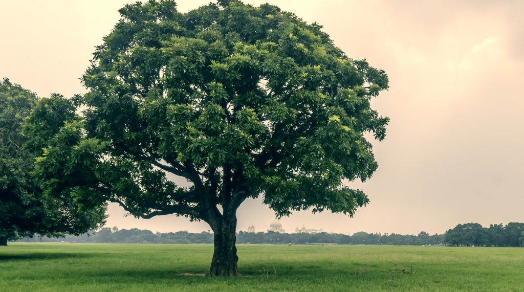 Uitstroom wetgeving Meetbaar tree anatomy | Timberland Tree Care
