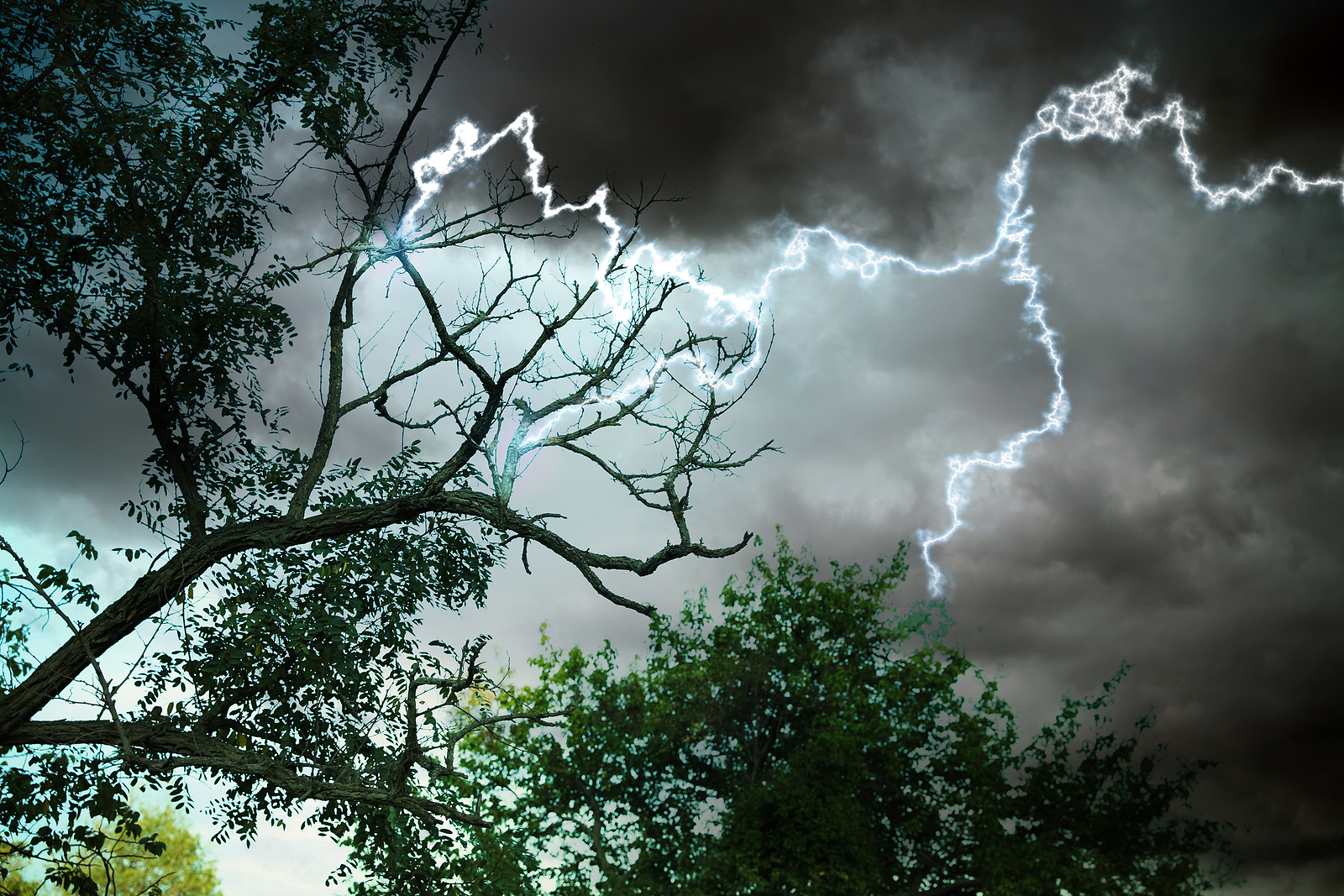 How To Prevent Lightning Strikes To Landscaping Trees Timberland Tree Care 