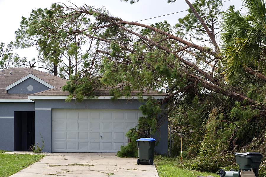 Call 317-348-0811 for Fallen Tree Removal in Indianapolis Indiana